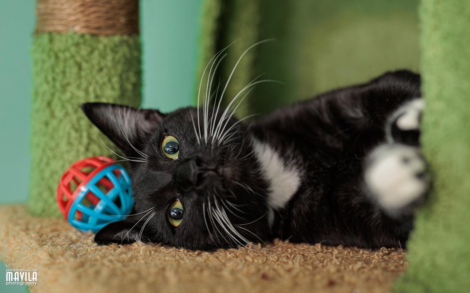 Enlarge Bigotina, a Adoptable mixed breed in Lighthouse Point, FL image 2/3