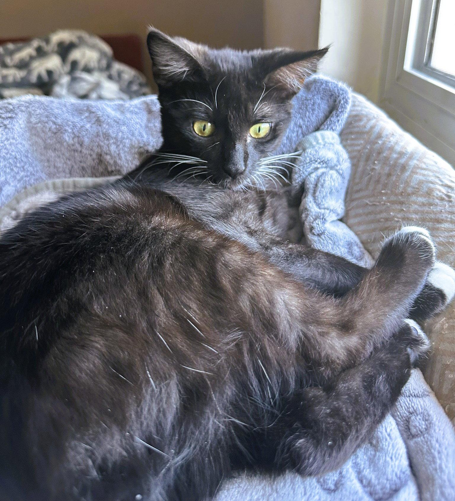 Enlarge Bigotina, a Adoptable mixed breed in Lighthouse Point, FL image 3/3