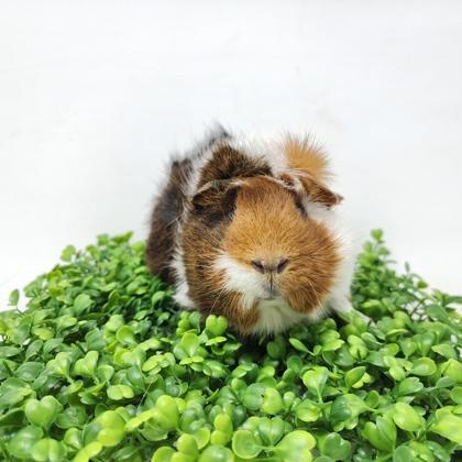 Willow, a Adoptable Guinea Pig in Largo, FL image 1/3