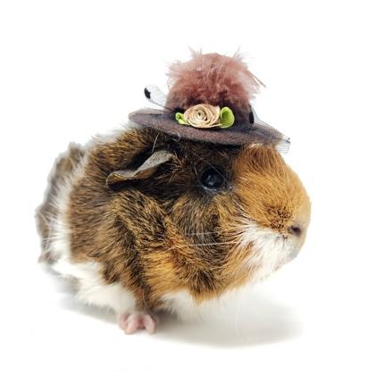 Willow, a Adoptable Guinea Pig in Largo, FL image 2/3