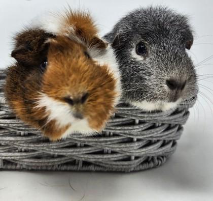 Willow, Adoptable, Adult Female Guinea Pig.