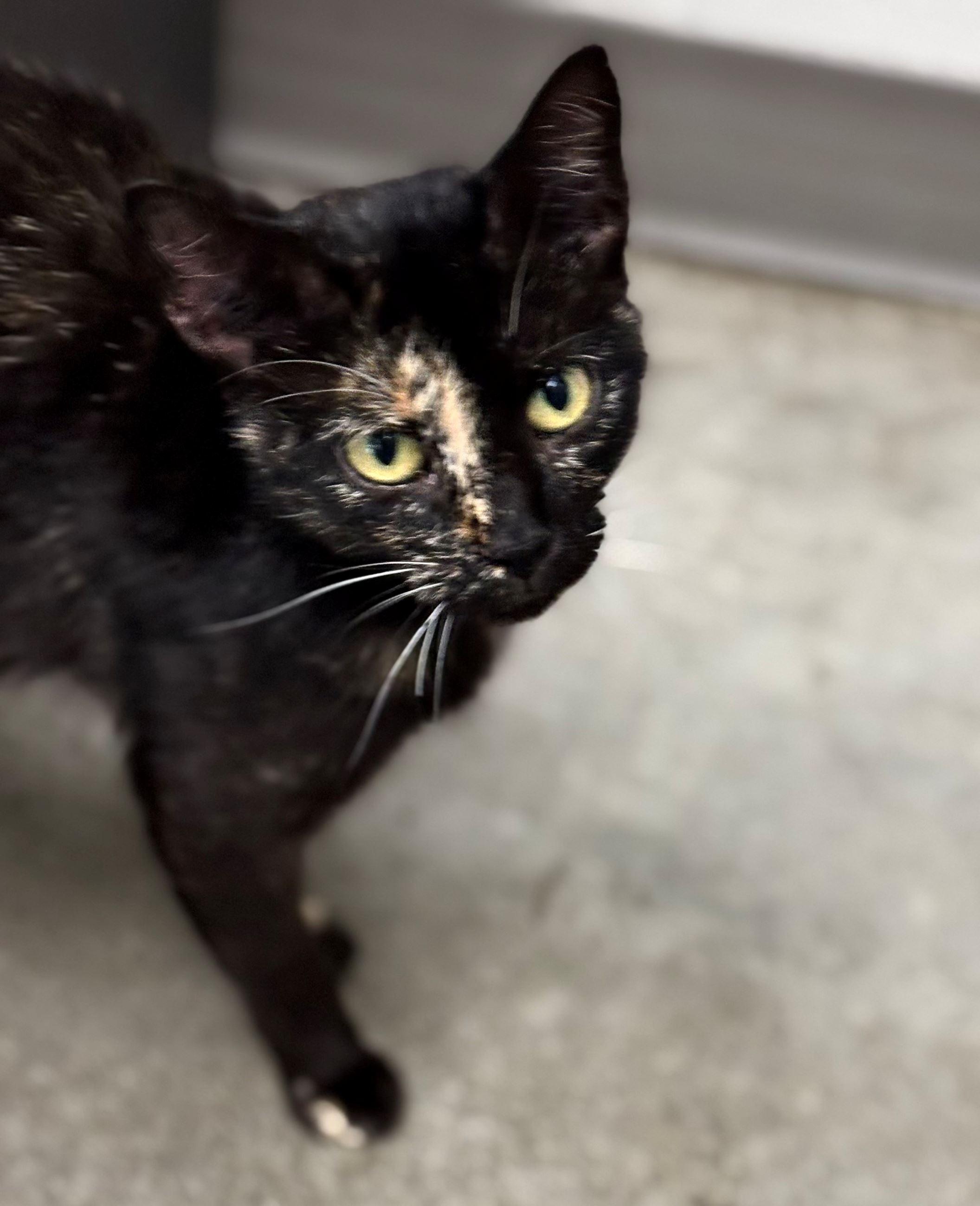 Sasha, Adoptable, Adult Female Domestic Short Hair.