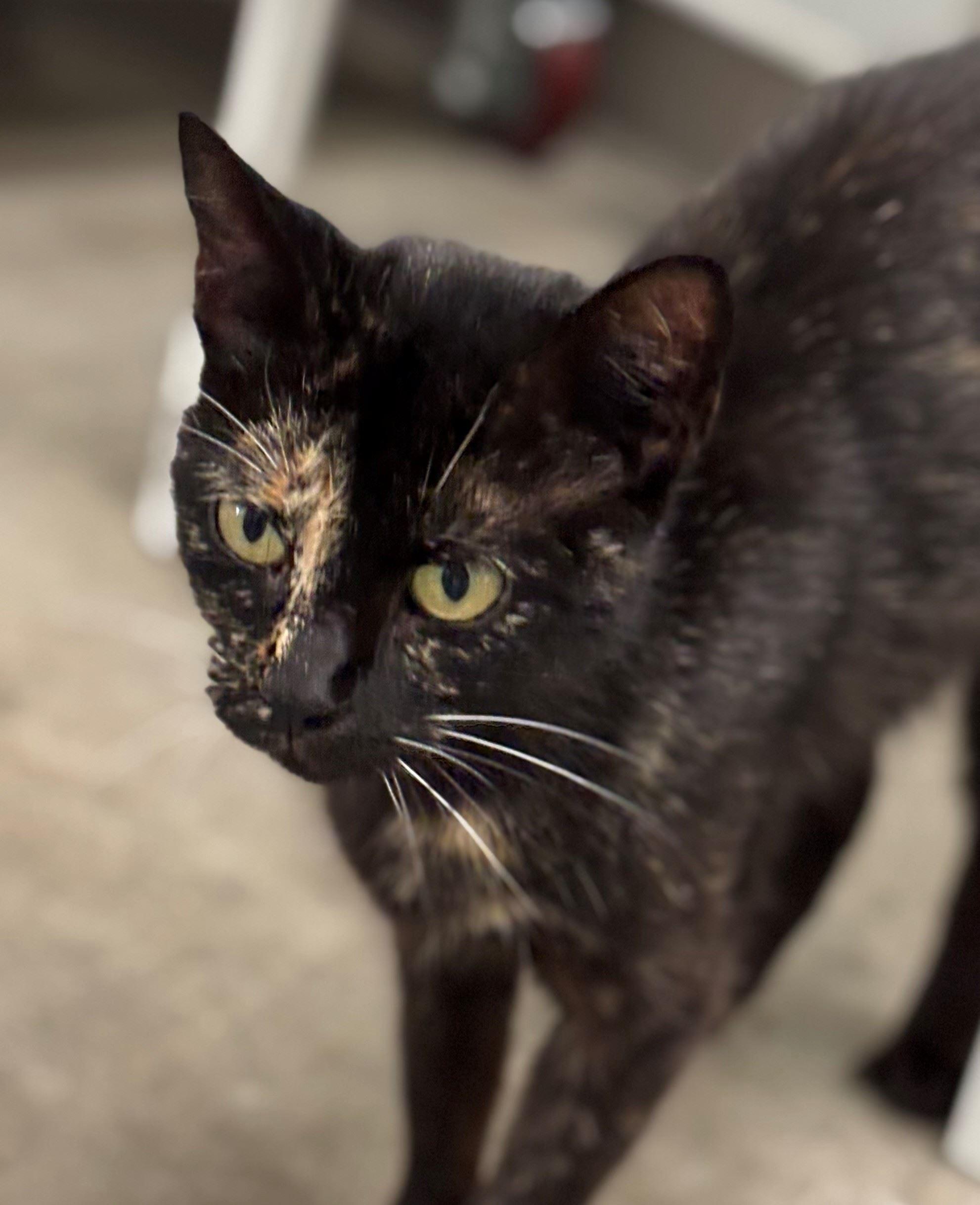 Enlarge Sasha, a Adoptable Domestic Short Hair in Iowa City, IA image 2/2