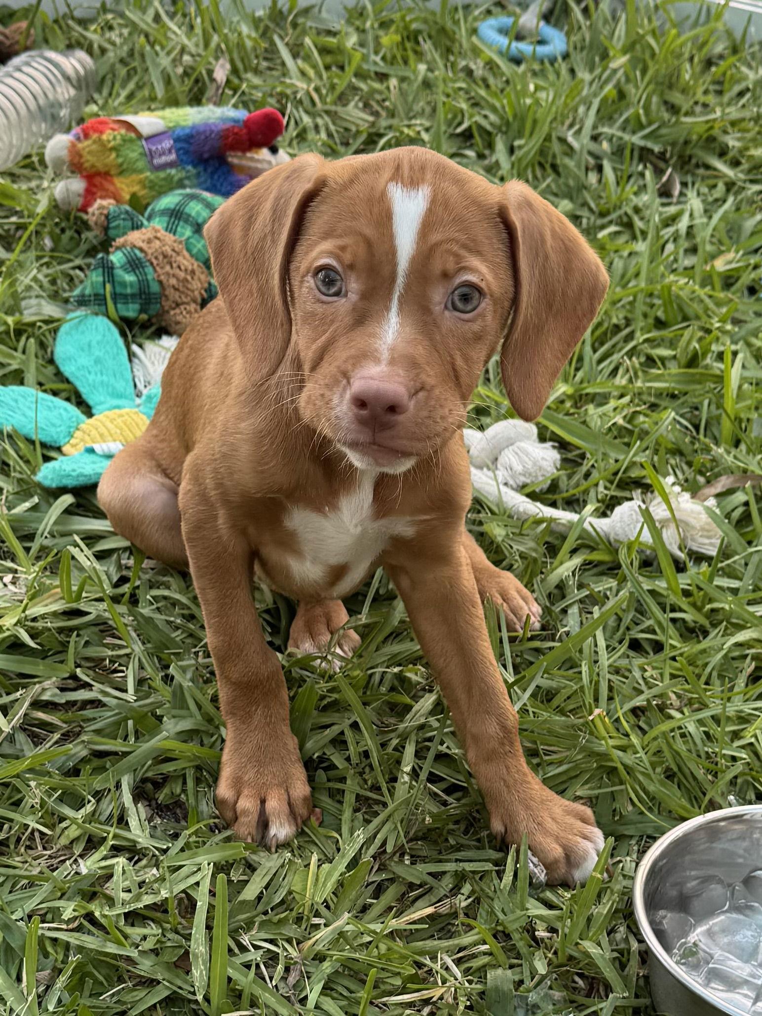 Prairie, Adopted, Puppy Female Black and Tan Coonhound & Catahoula Leopard Dog.