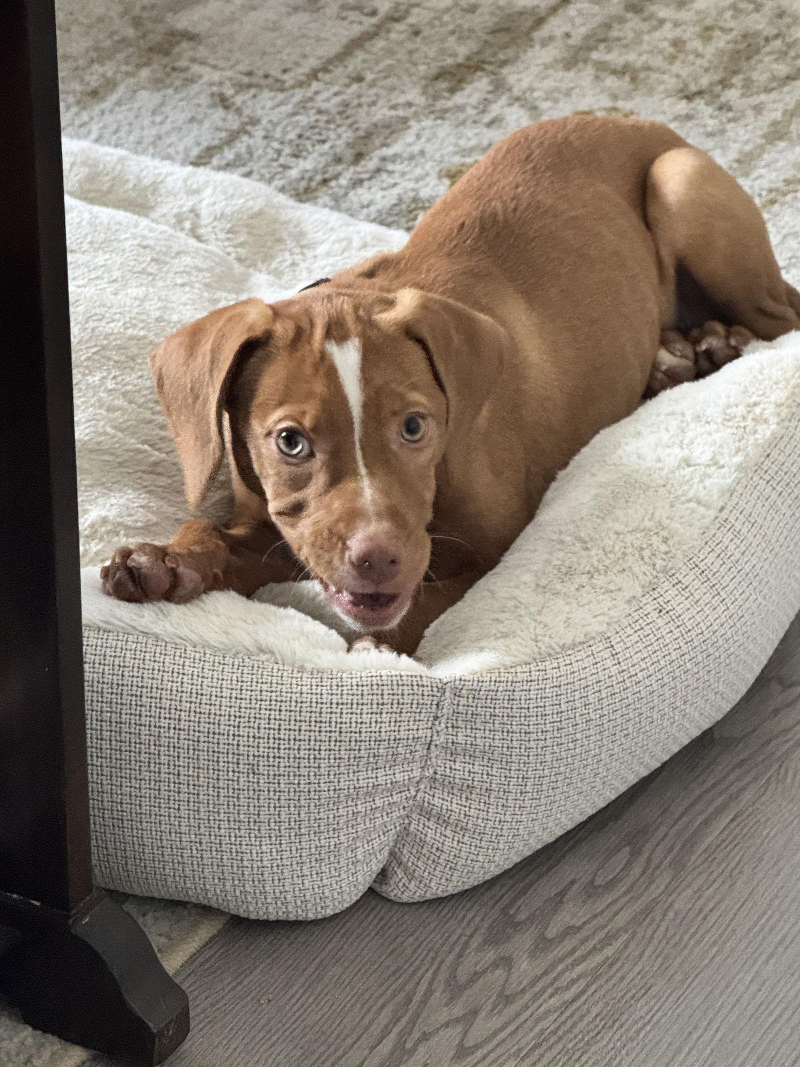 Prairie, a Adopted mixed breed in Sanford, FL image 2/3