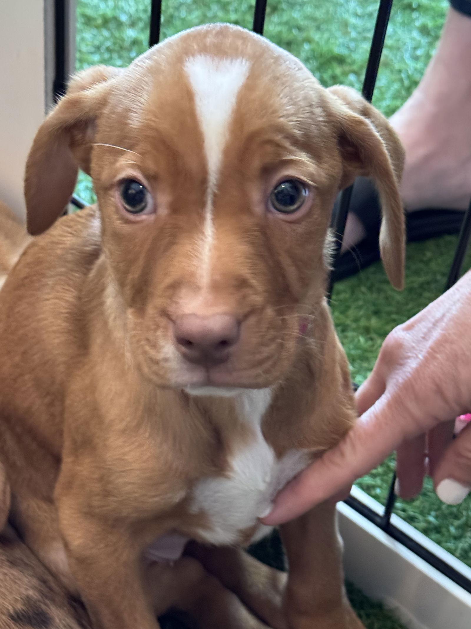 Prairie, a Adopted mixed breed in Sanford, FL image 3/3