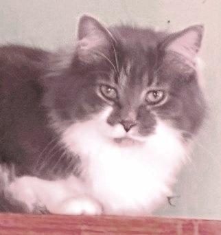 Enlarge Boogie, an adopted mixed breed in West Milton, OH image 2/2