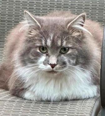 Boogie — thumbnail 2