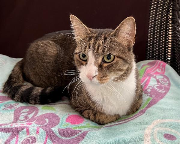 COWBOY, Adoptable, Senior Male Domestic Short Hair.