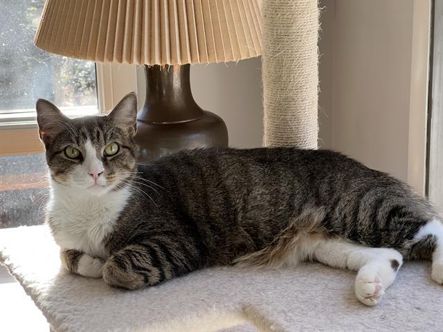Enlarge COWBOY, a Adoptable Domestic Short Hair in Raleigh, NC image 2/5