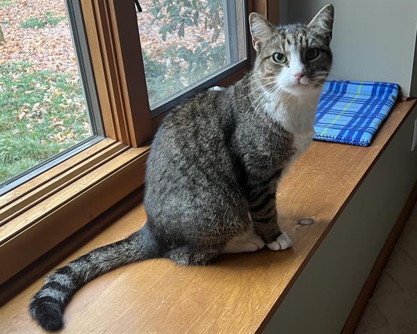 Enlarge COWBOY, a Adoptable Domestic Short Hair in Raleigh, NC image 3/5