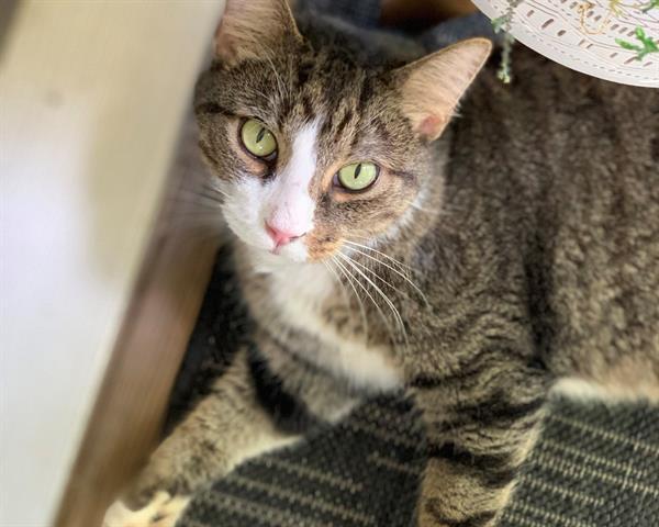 Enlarge COWBOY, a Adoptable Domestic Short Hair in Raleigh, NC image 4/5