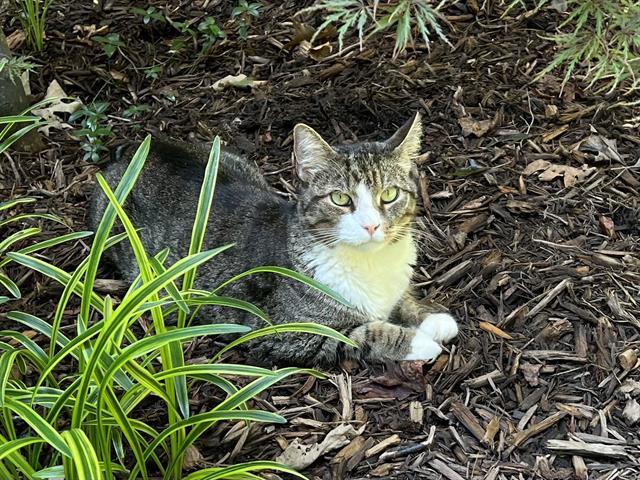 Enlarge COWBOY, a Adoptable Domestic Short Hair in Raleigh, NC image 5/5