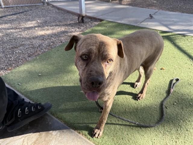 LU LU, Adoptable, Adult Female Mastiff.