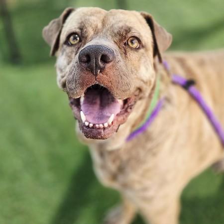 LU LU, Adoptable, Adult Female Mastiff.