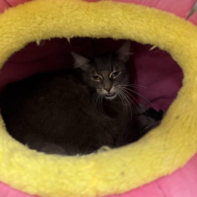 Enlarge Ash, a Adoptable mixed breed in Antioch, CA image 5/5