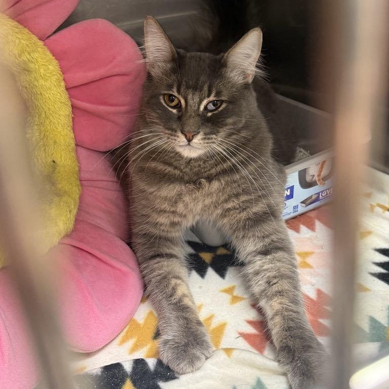 Ash, Adoptable, Young Male Domestic Medium Hair.