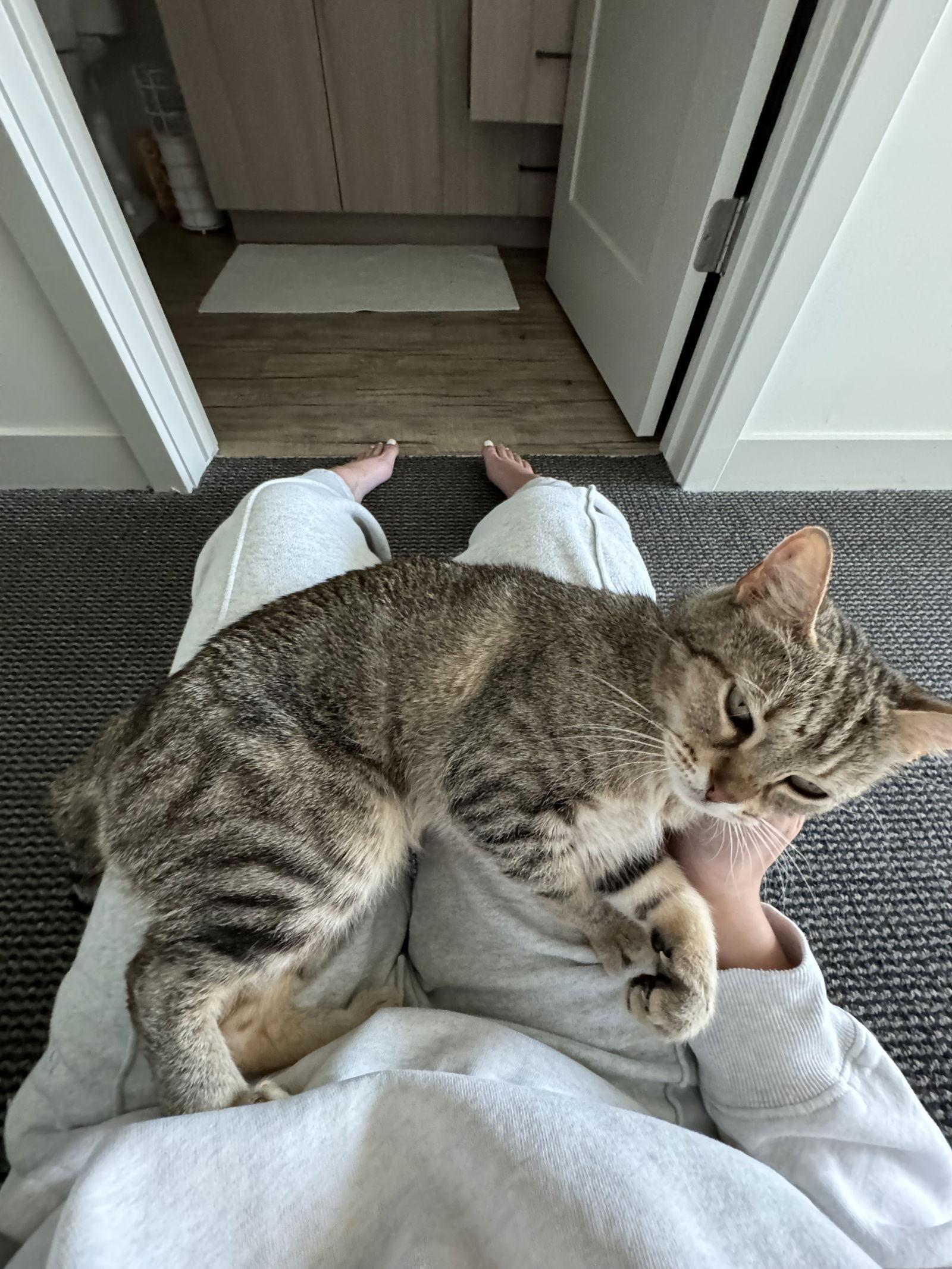 Ava, Adoptable, Adult Female Domestic Short Hair & Tabby.