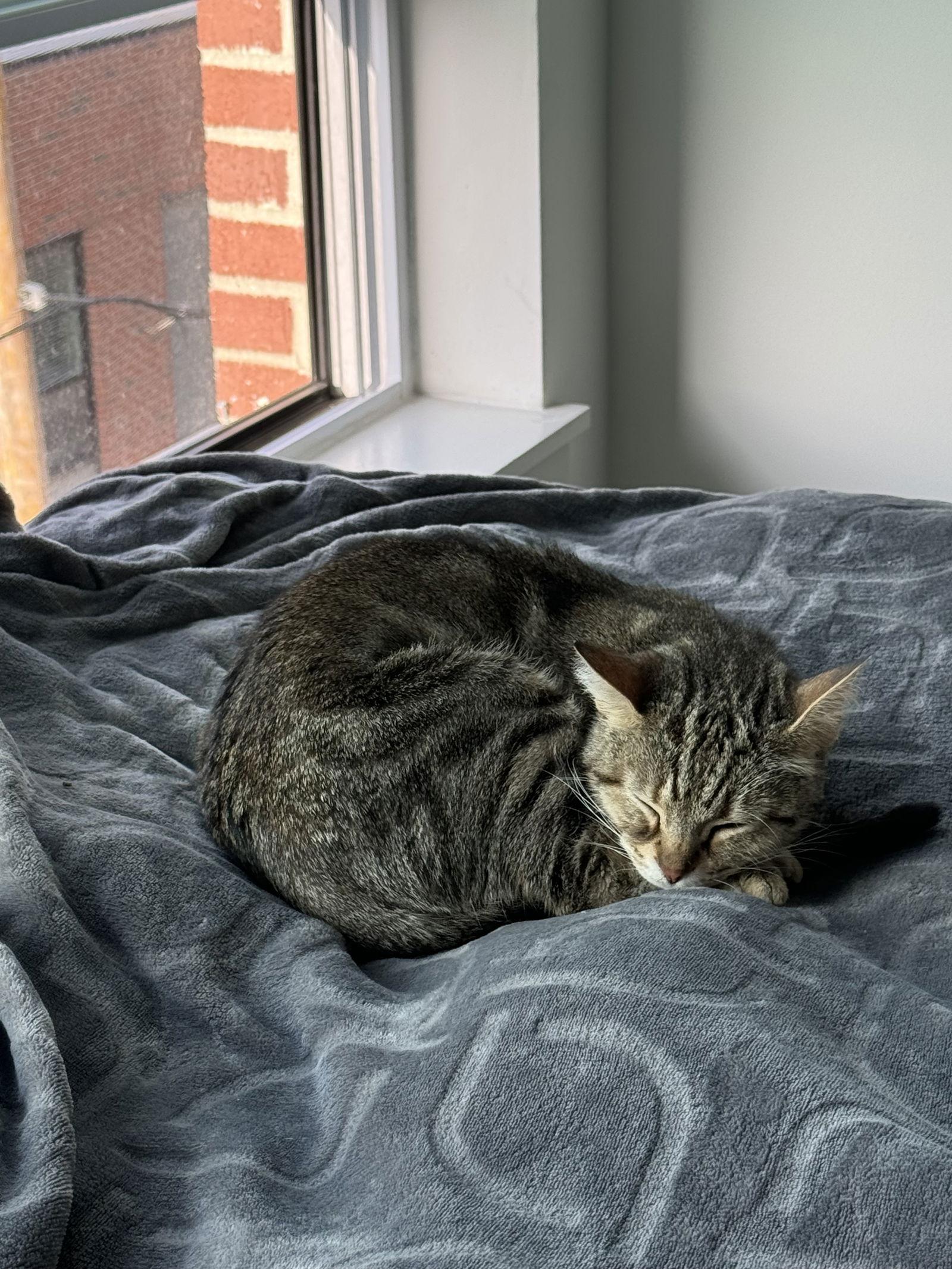 Ava, Adoptable, Adult Female Domestic Short Hair & Tabby.