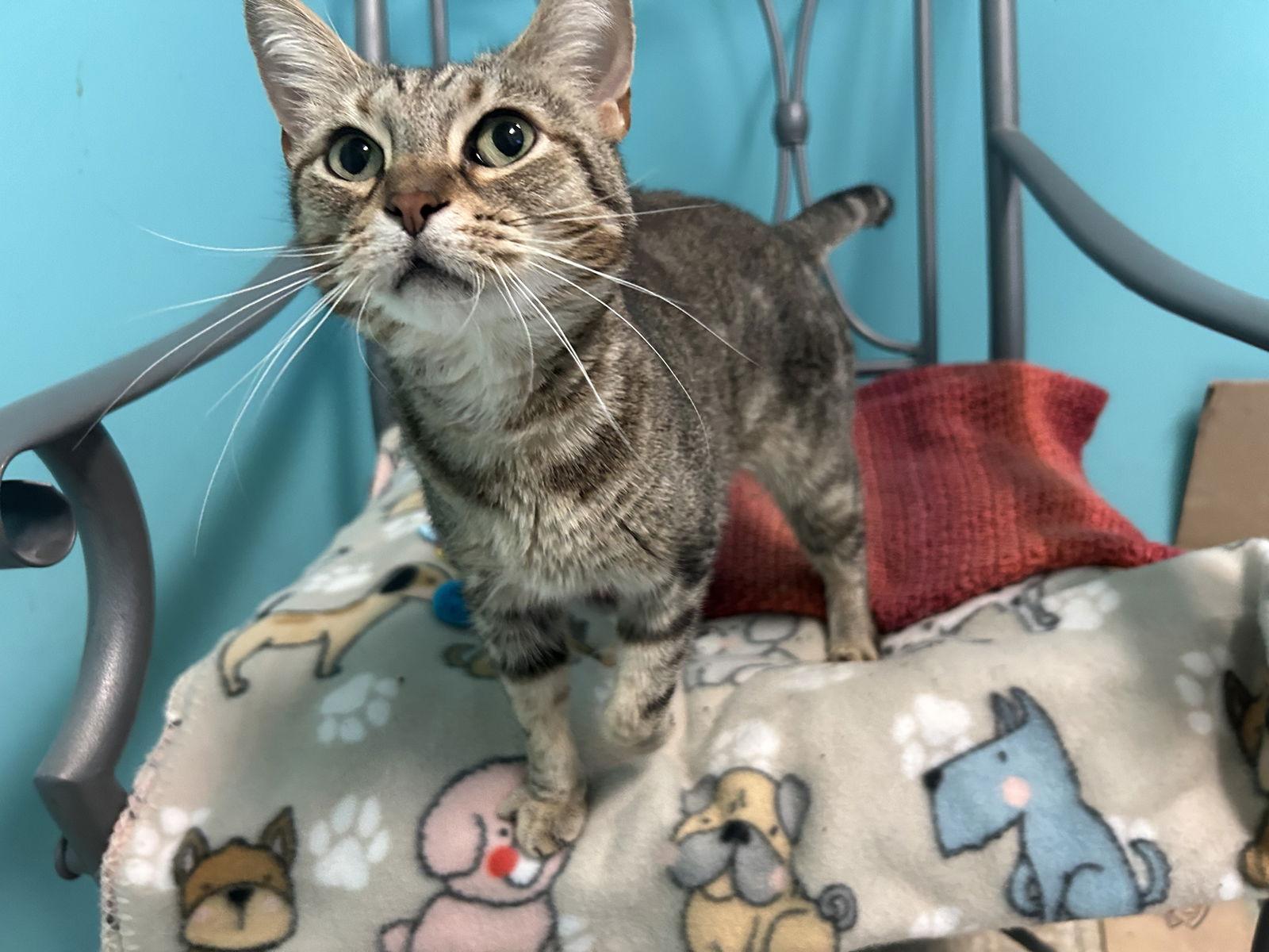 Enlarge Ava, a Adoptable mixed breed in Columbus, OH image 3/3