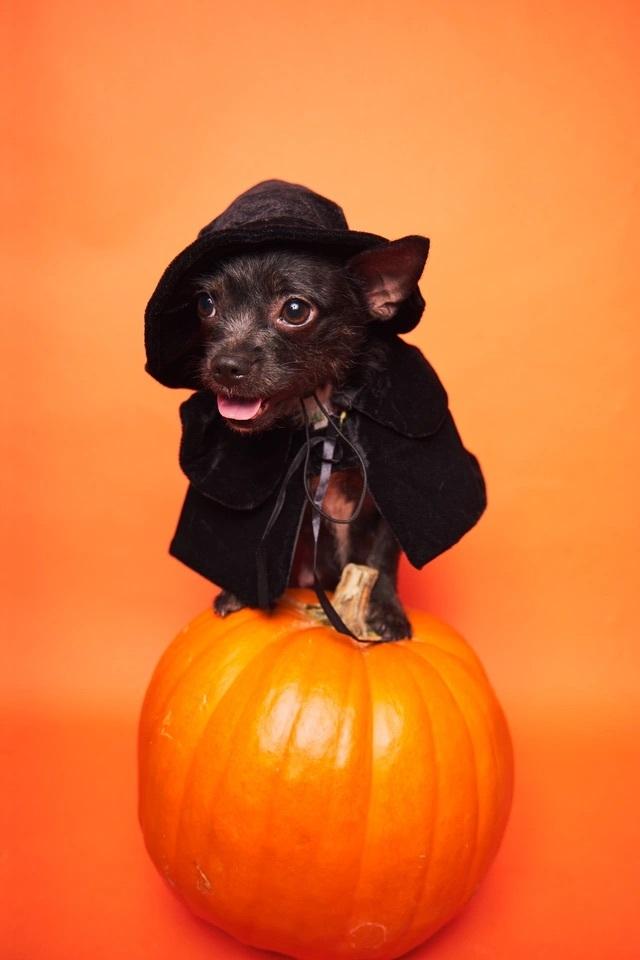 Bunny, a ADOPTABLE mixed breed in West Hollywood, CA image 1/5