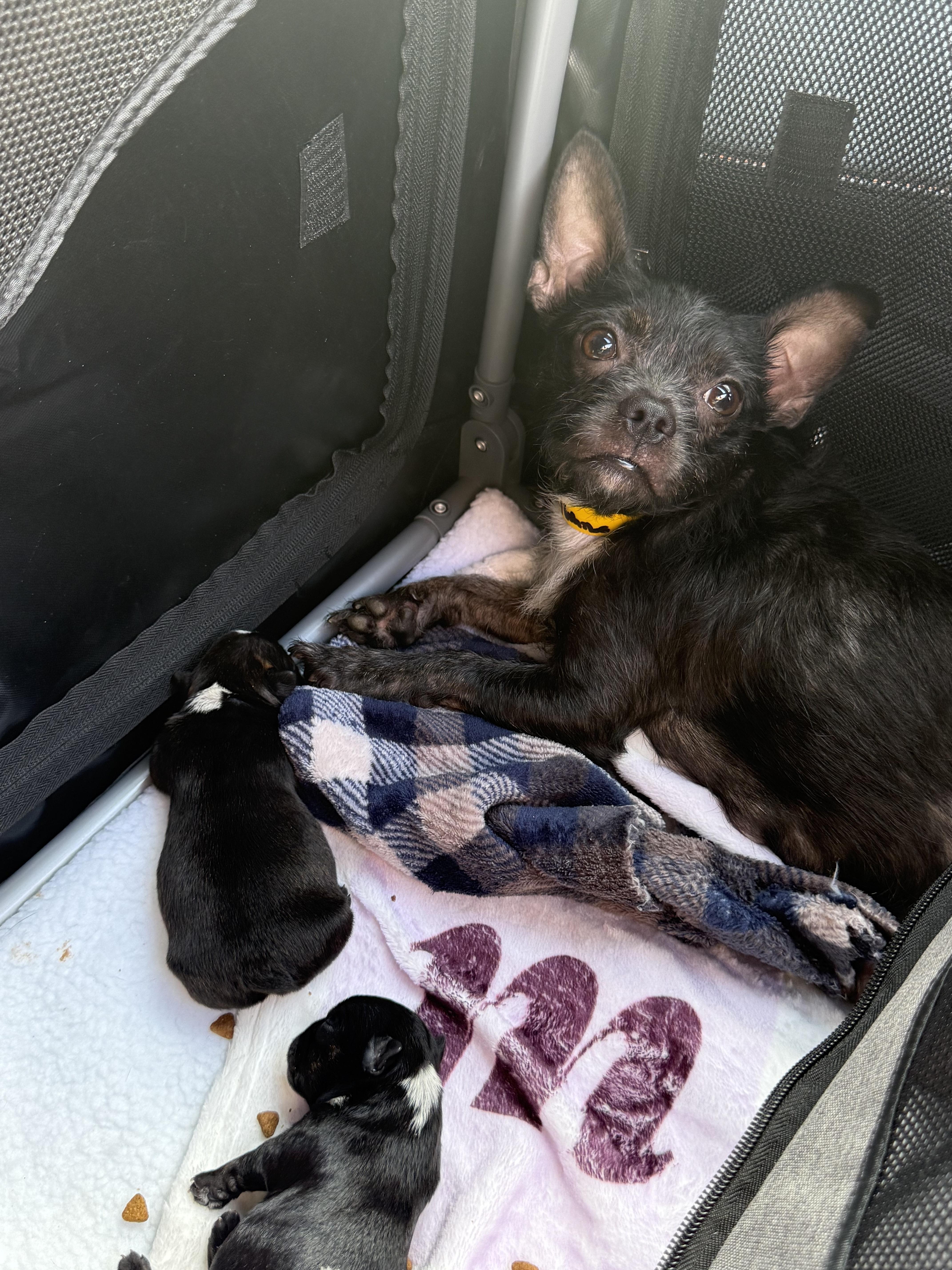 Bunny, a ADOPTABLE mixed breed in West Hollywood, CA image 2/5