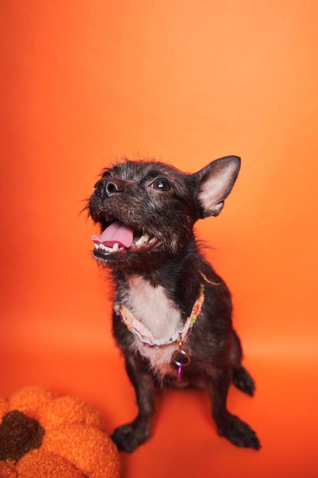 Bunny, a ADOPTABLE mixed breed in West Hollywood, CA image 3/5
