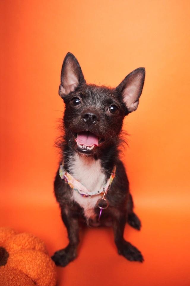 Bunny, a ADOPTABLE mixed breed in West Hollywood, CA image 5/5