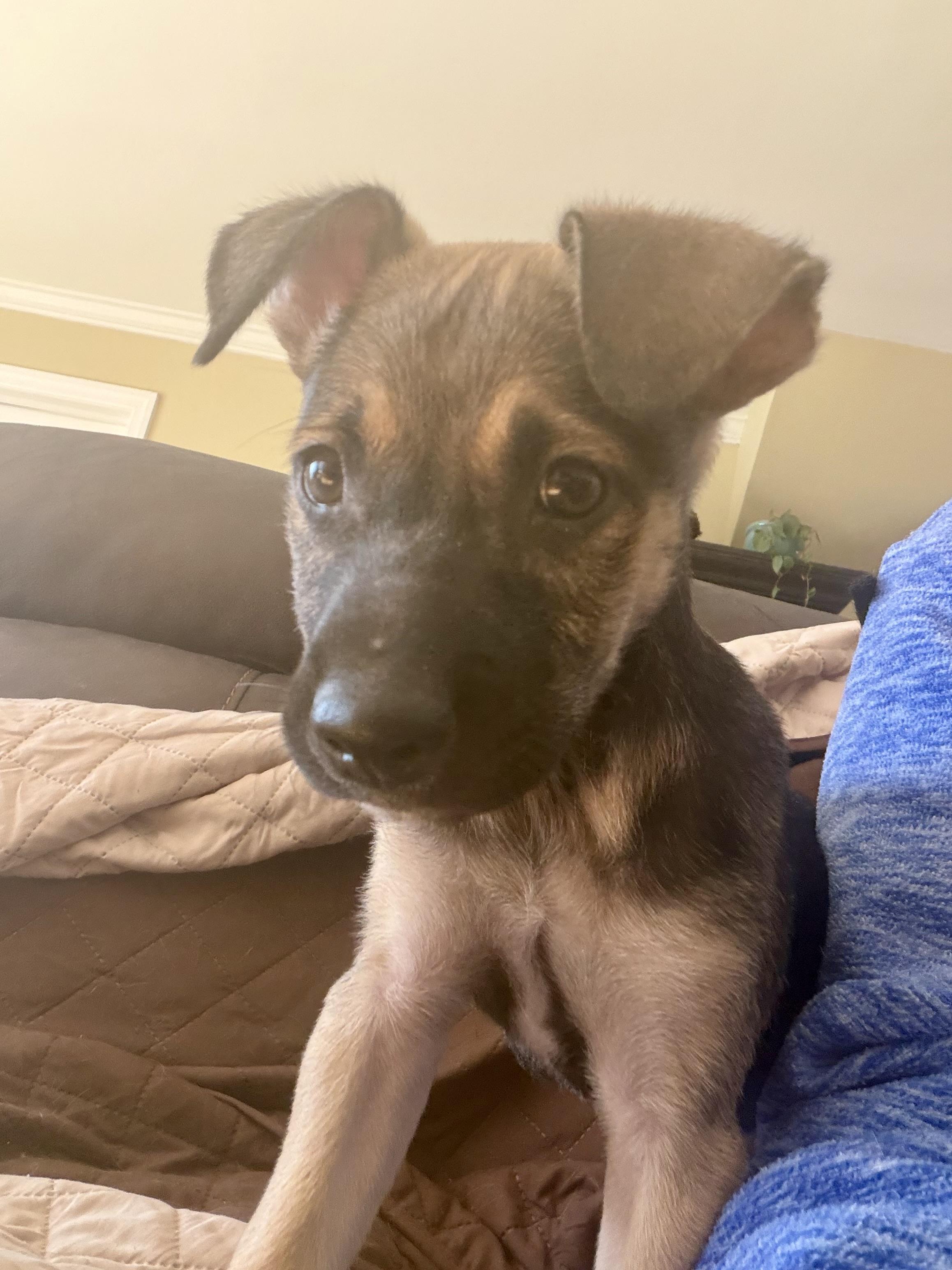 Romano, a ADOPTABLE mixed breed in Warren, NJ image 5/5