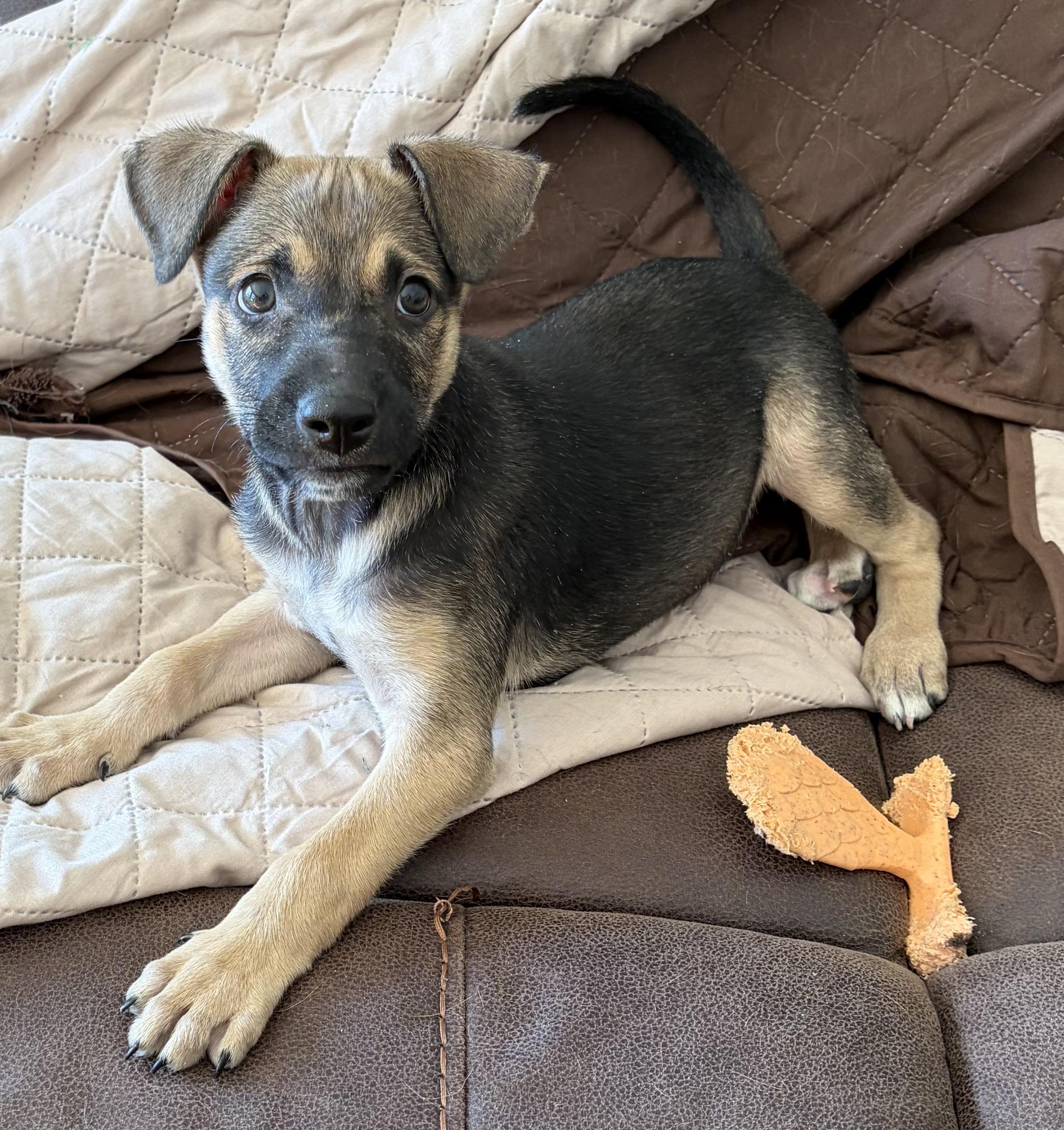 Romano, a ADOPTABLE mixed breed in Warren, NJ image 2/5