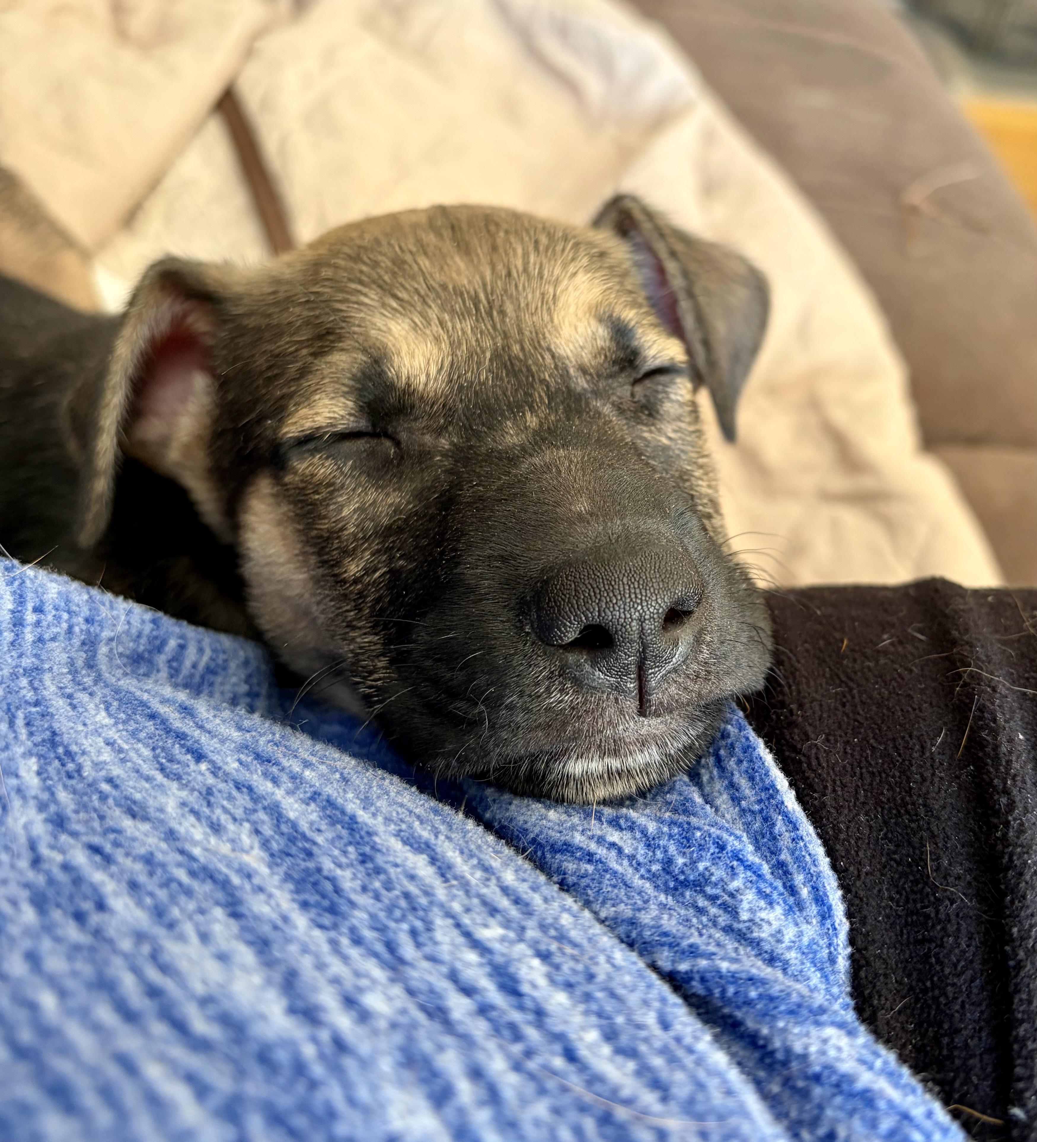 Romano, a ADOPTABLE mixed breed in Warren, NJ image 4/5