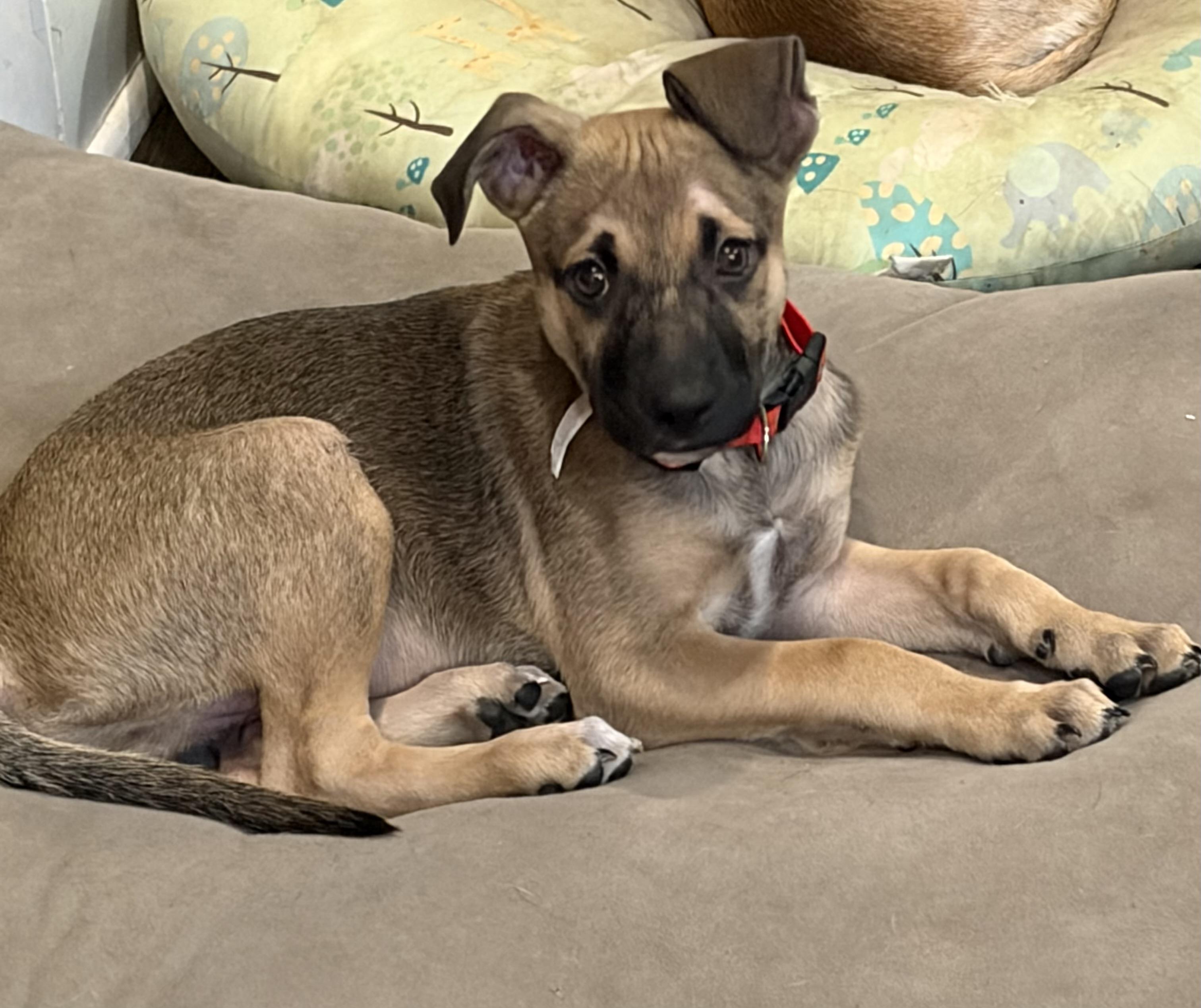 Romano, a ADOPTABLE mixed breed in Warren, NJ image 1/5