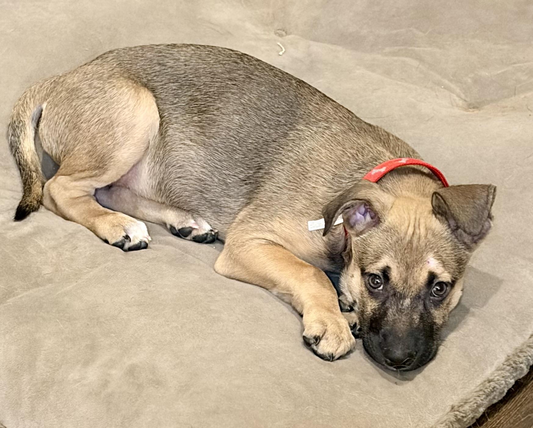 Romano, a ADOPTABLE mixed breed in Warren, NJ image 3/5