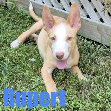 Rupert