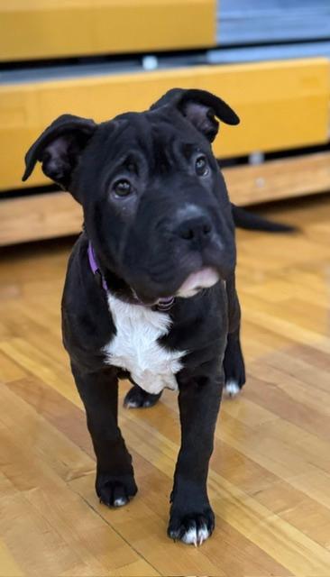 Raisin, ADOPTABLE, Puppy Female Shar-Pei & Pit Bull Terrier.