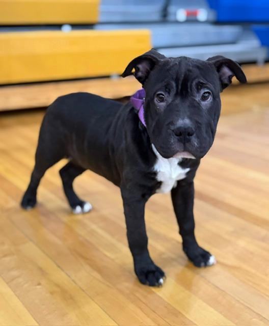 Enlarge Raisin, a ADOPTABLE mixed breed in East Sparta, OH image 4/5