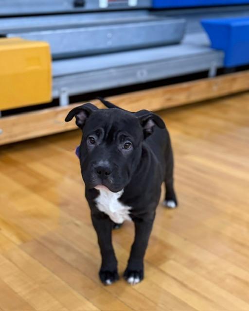 Enlarge Raisin, a ADOPTABLE mixed breed in East Sparta, OH image 5/5