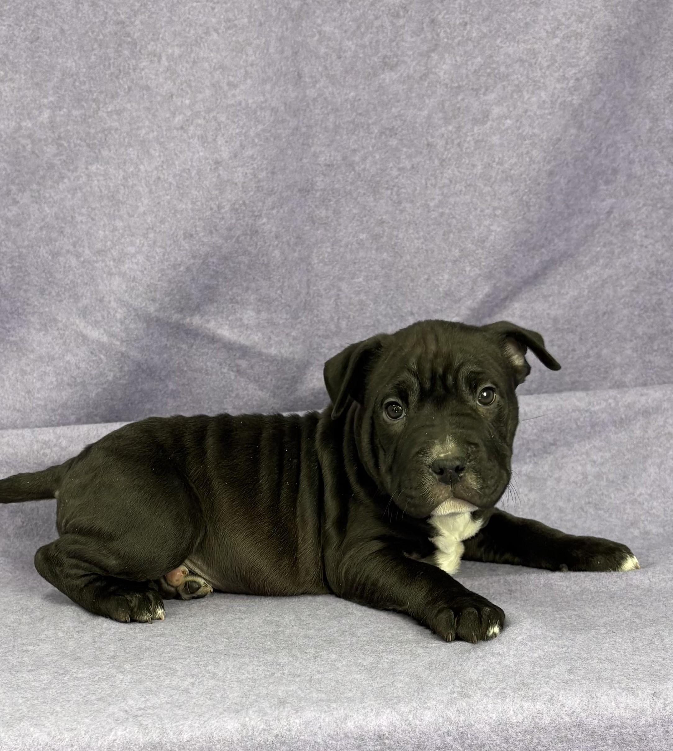 Raisin, ADOPTABLE, Puppy Female Shar-Pei & Pit Bull Terrier.