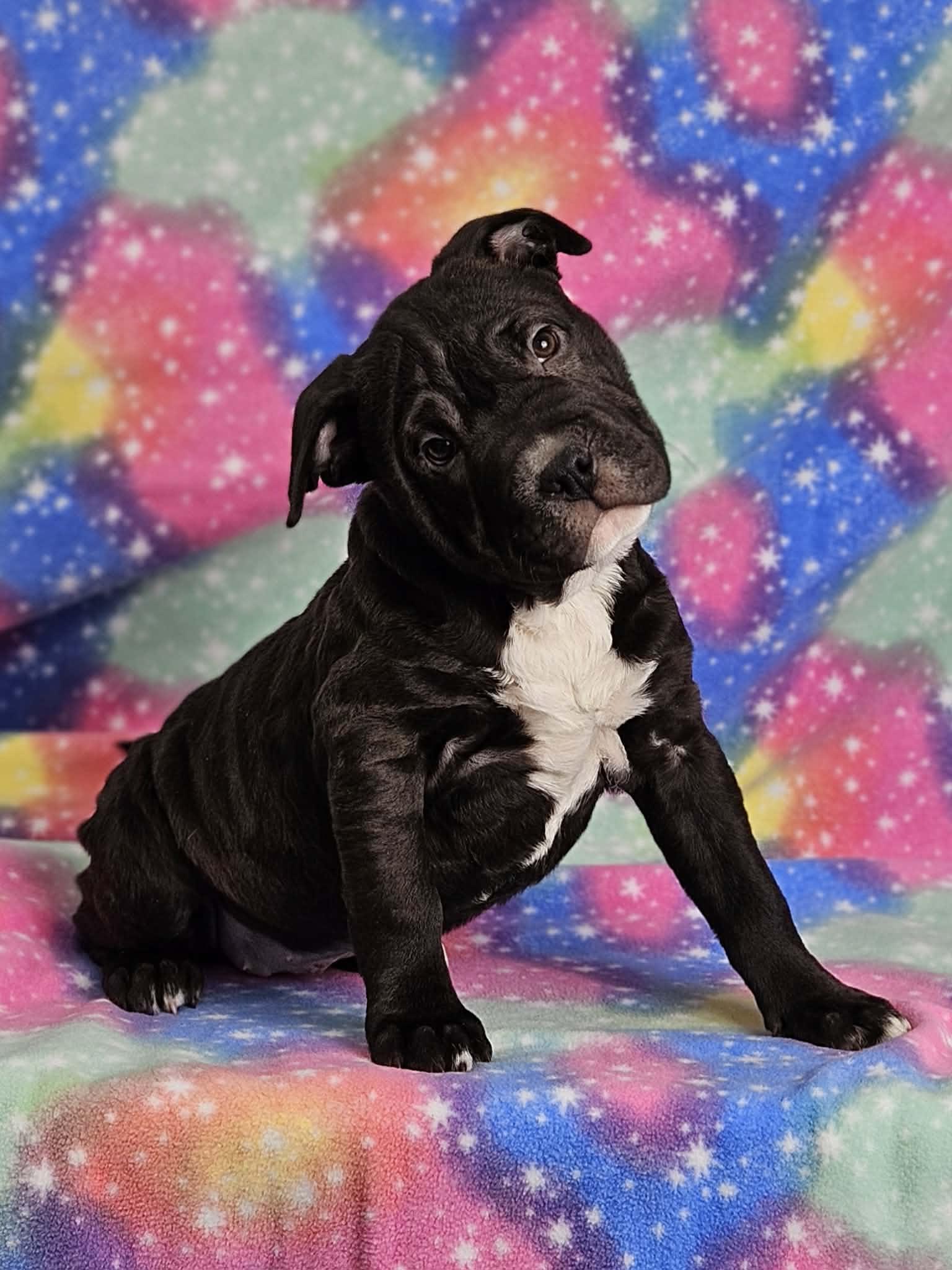 Raisin, ADOPTABLE, Puppy Female Shar-Pei & Pit Bull Terrier.