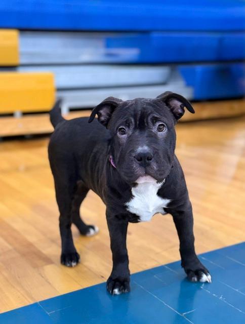 Enlarge Raisin, a ADOPTABLE mixed breed in East Sparta, OH image 2/5