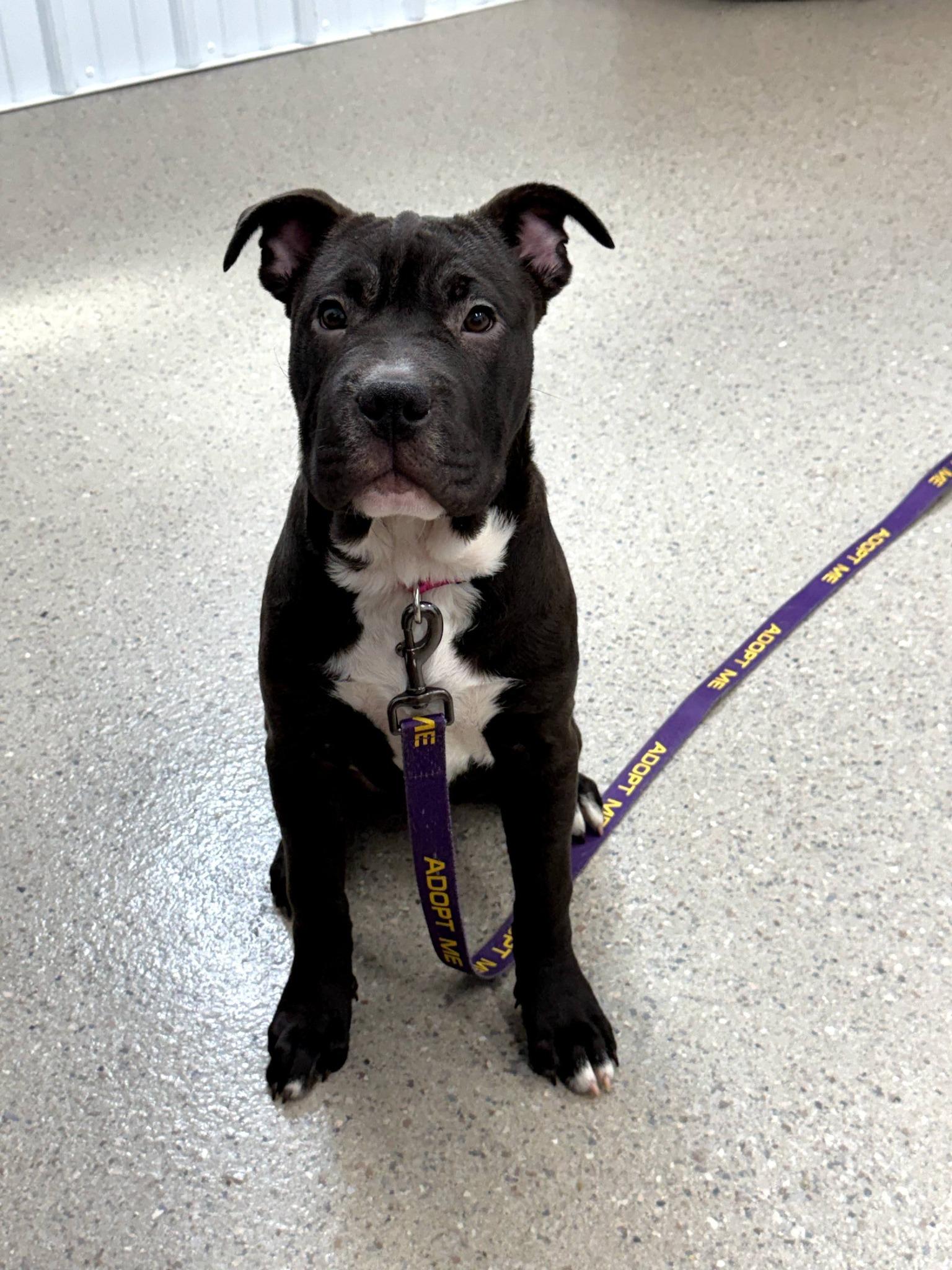 Raisin, ADOPTABLE, Puppy Female Shar-Pei & Pit Bull Terrier.