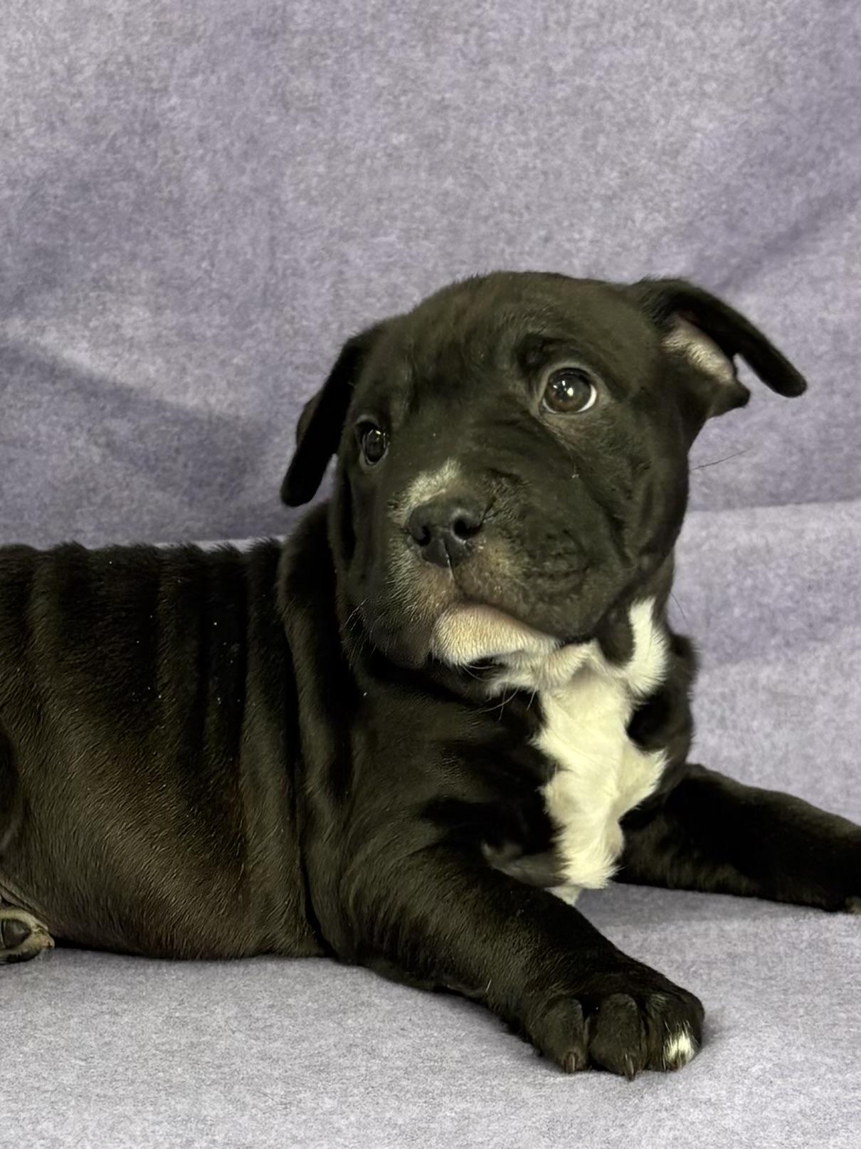 Enlarge Raisin, a ADOPTABLE mixed breed in East Sparta, OH image 2/2