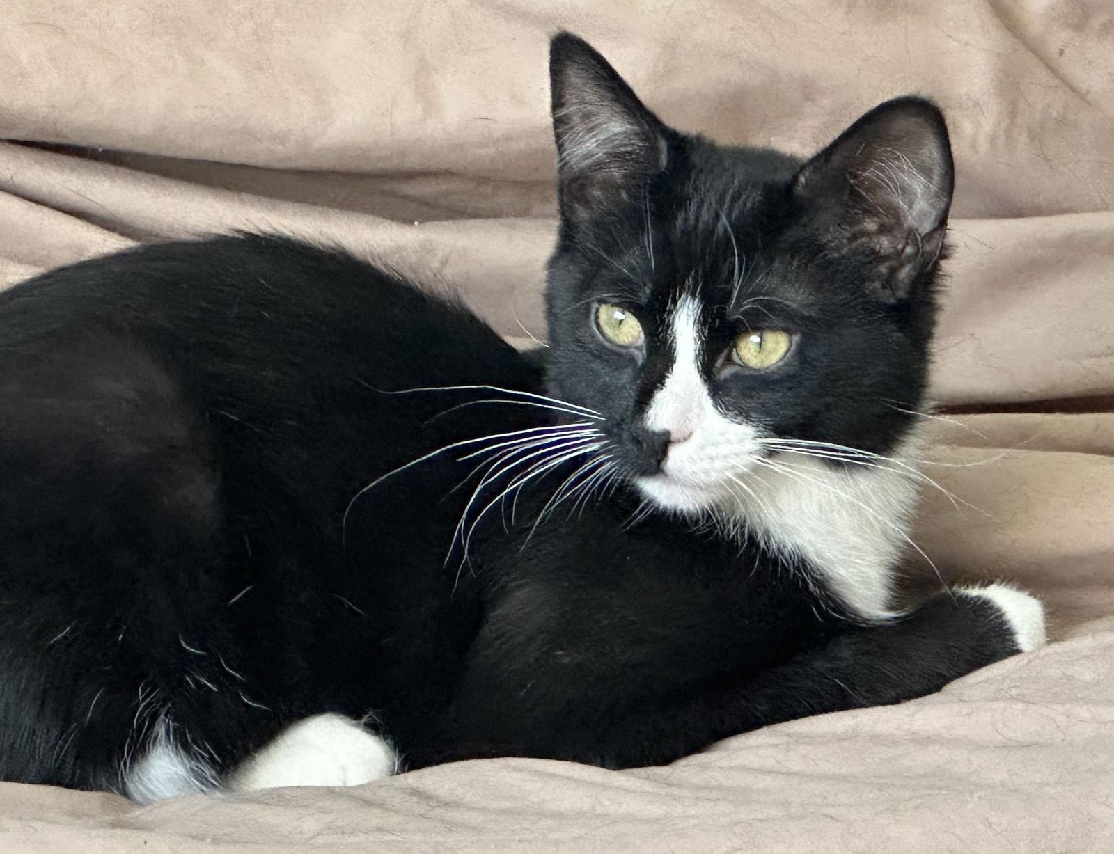 Enlarge ACE, a Adopted Domestic Short Hair in Northfield, OH image 3/3