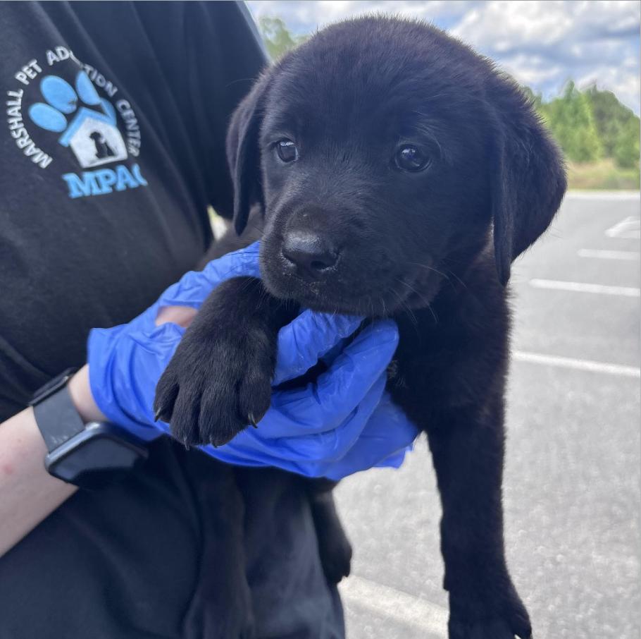 Crabber / Hayes, Adoptable, Puppy Male Labrador Retriever & Mixed Breed.