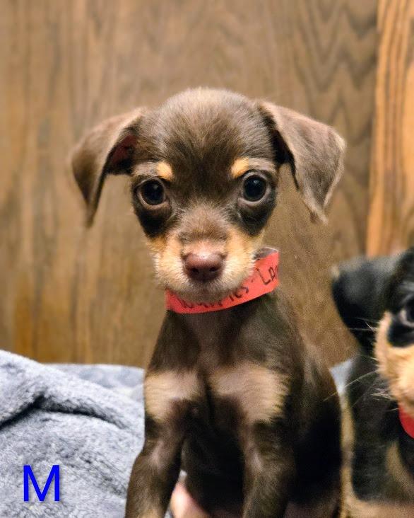 Waffles, Adoptable, Puppy Male Mixed Breed.