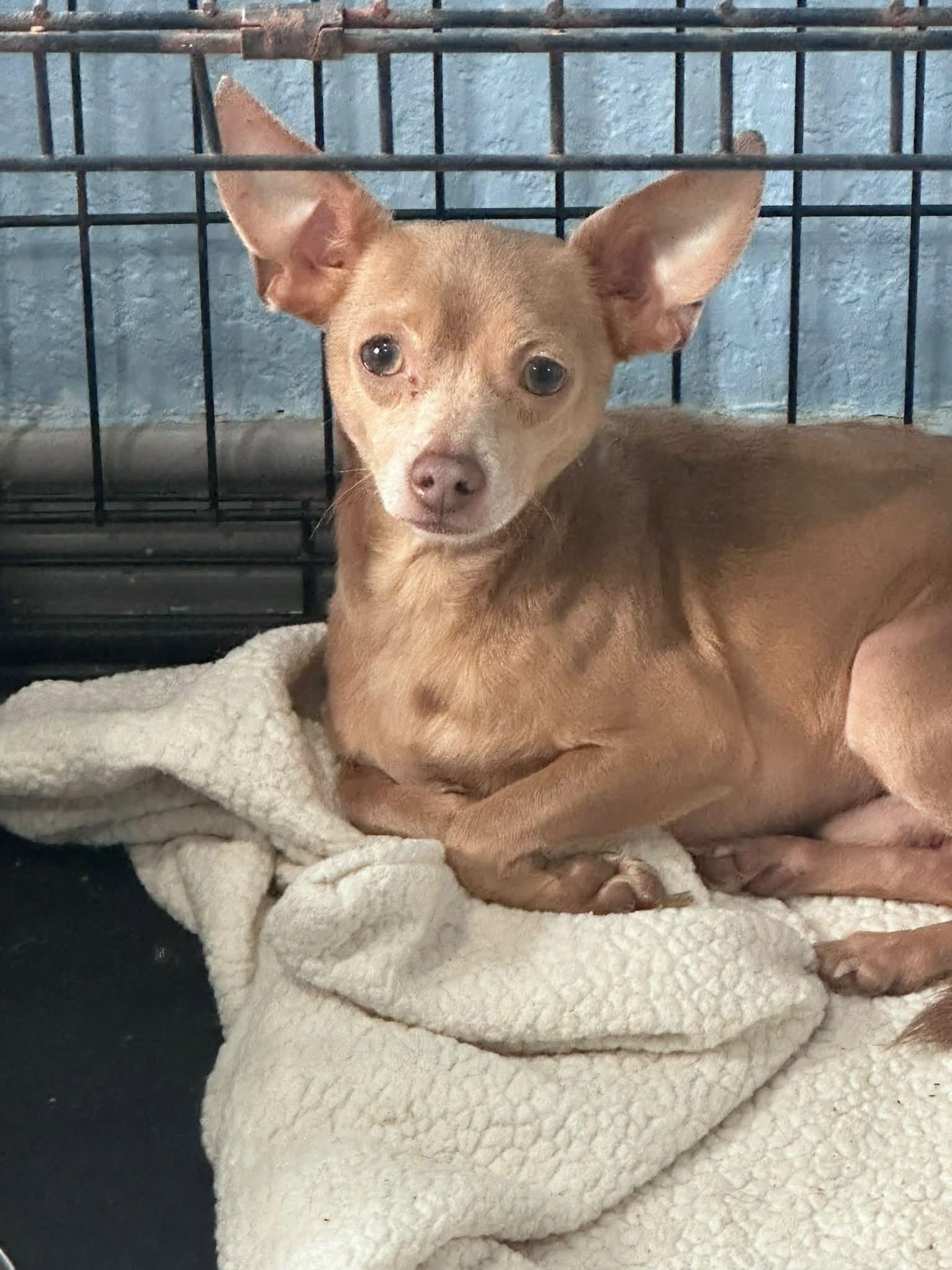 Enlarge Nacho, a Adopted Chihuahua in Woodstock, ON image 1/2