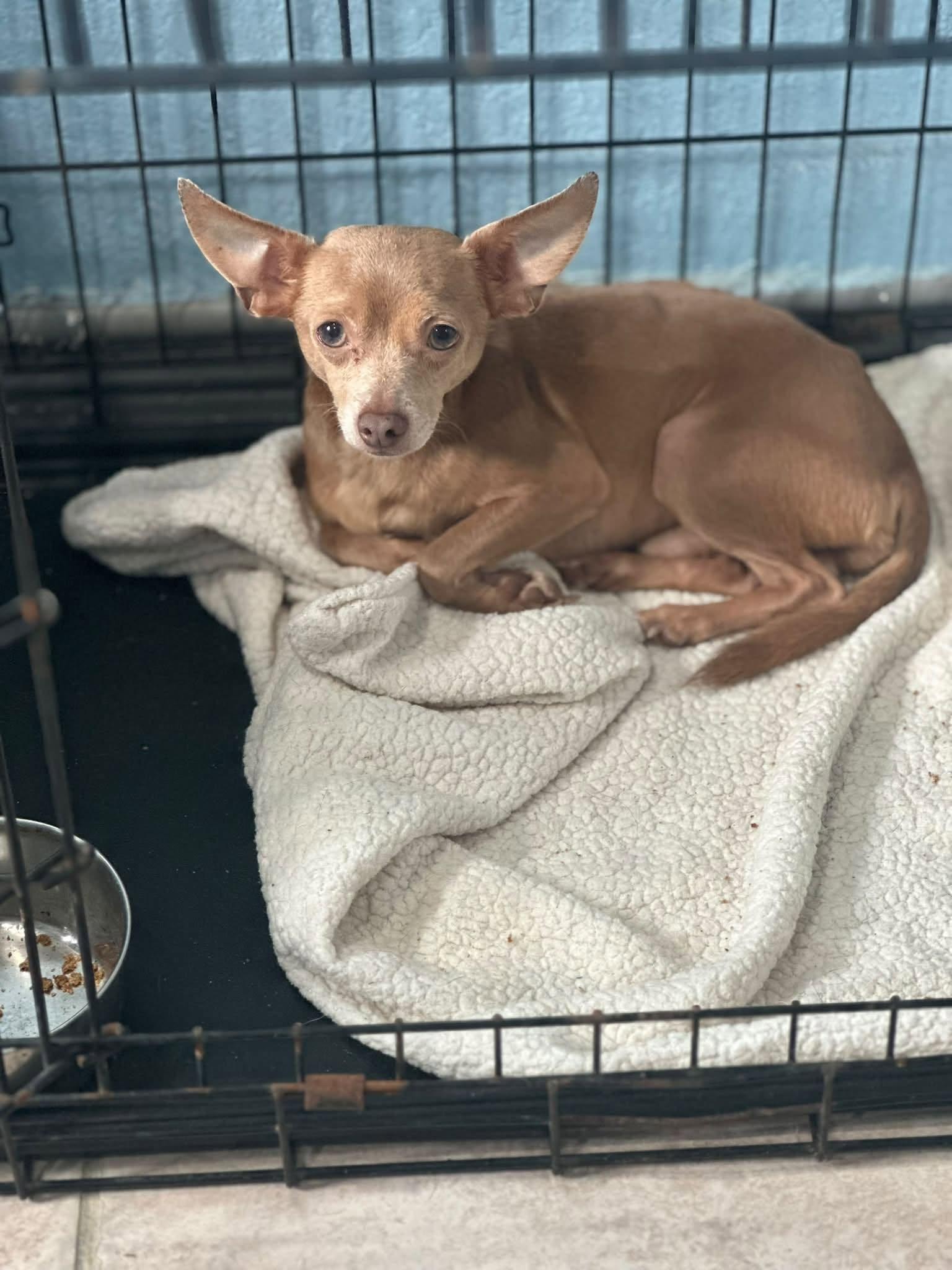 Enlarge Nacho, a Adopted Chihuahua in Woodstock, ON image 2/2