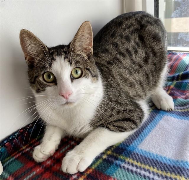 MISHA, Adoptable, Young Male Domestic Short Hair.