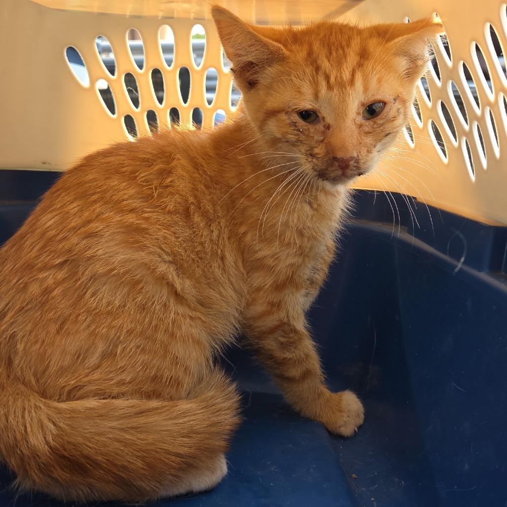 Enlarge Copper, a Adoptable Domestic Medium Hair in Othello, WA image 1/1