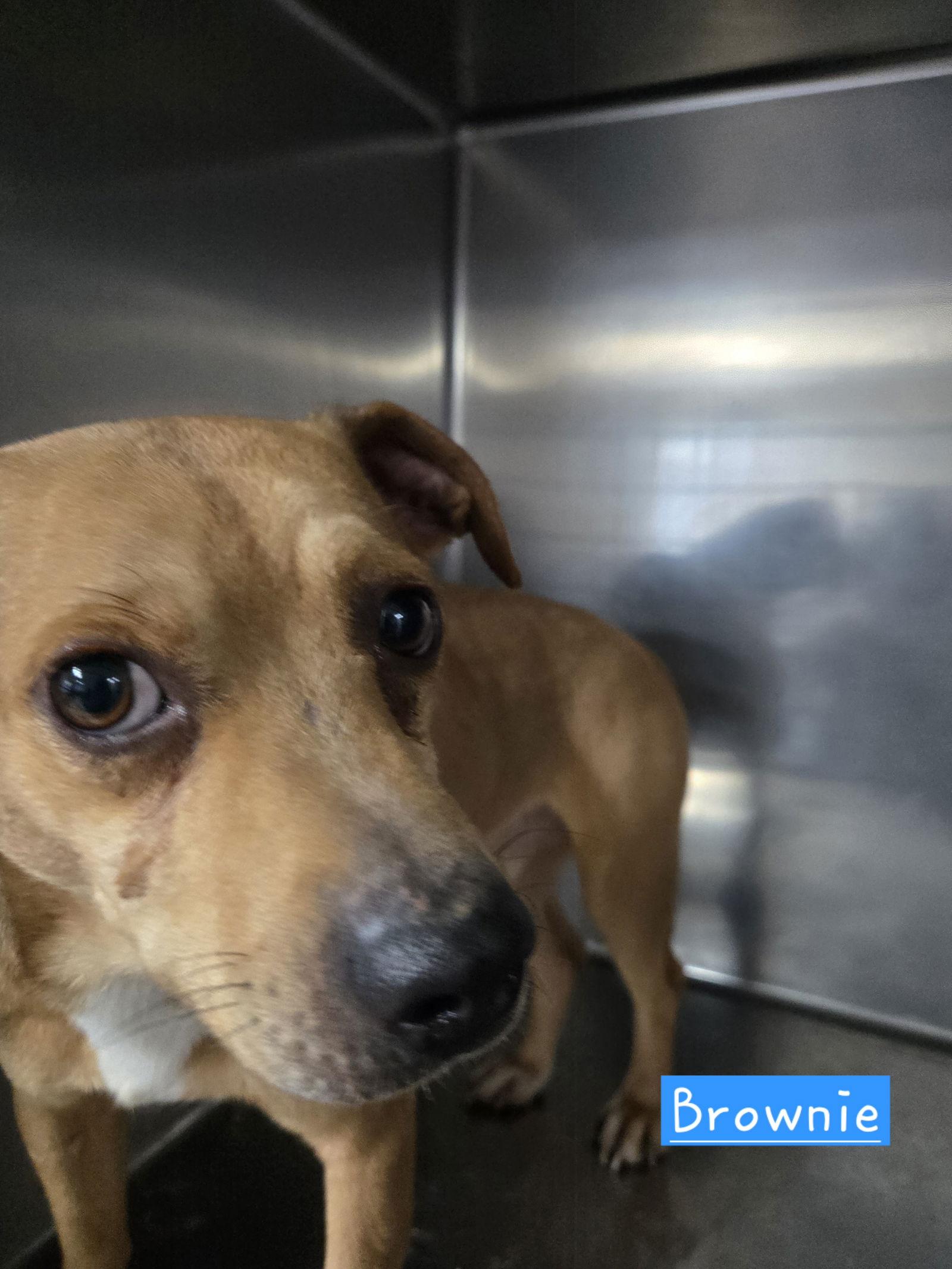 Brownie, a Adoptable mixed breed in Albemarle, NC image 1/3
